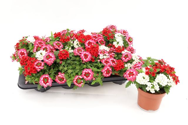Picture of Verbena tricolor red shades