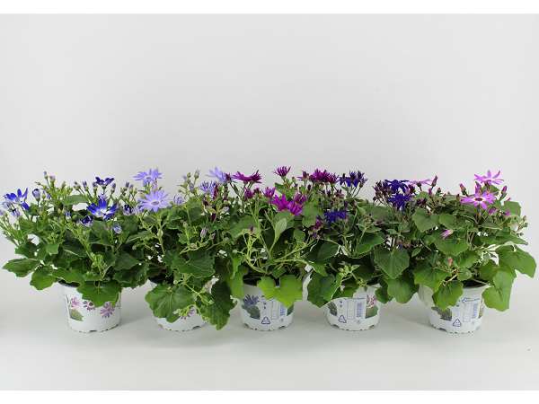 Picture of SENECIO SENETTI