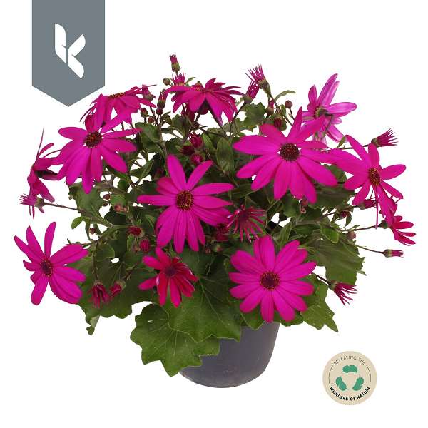 Picture of Senecio senetti magenta
