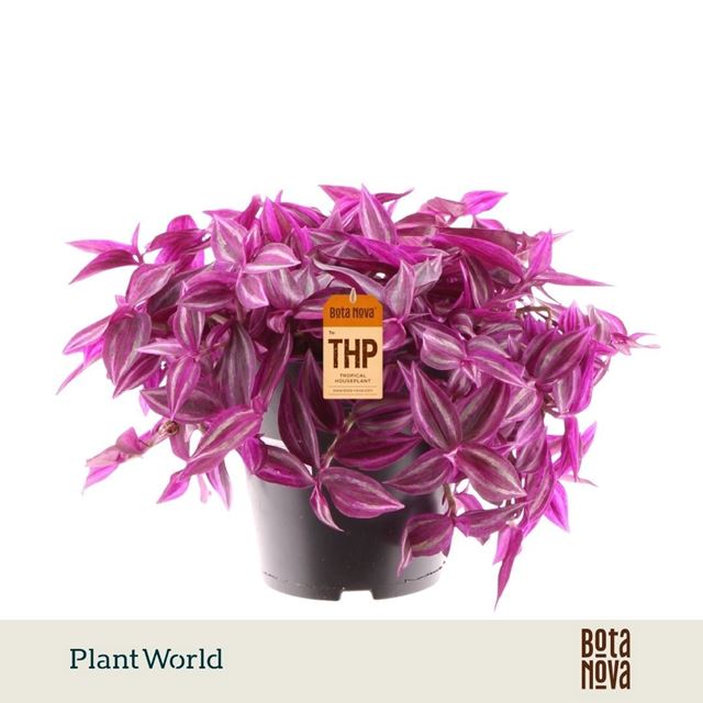 Picture of Tradescantia pink paradise