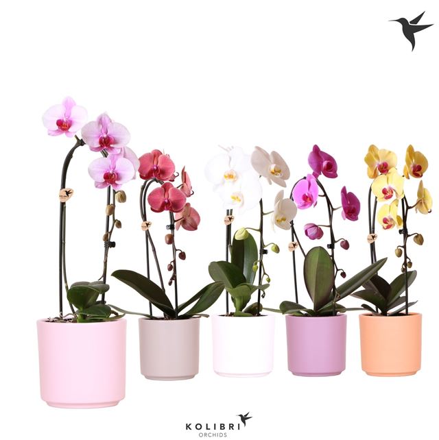Picture of PHALAENOPSIS 01-ST KOLIBRI NIAGARA FALL IN CERAMIC