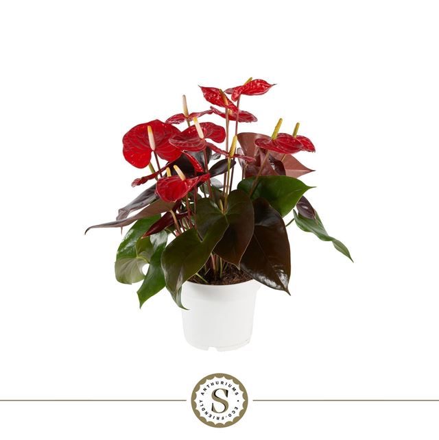 Picture of Anthurium andreanum coral champion