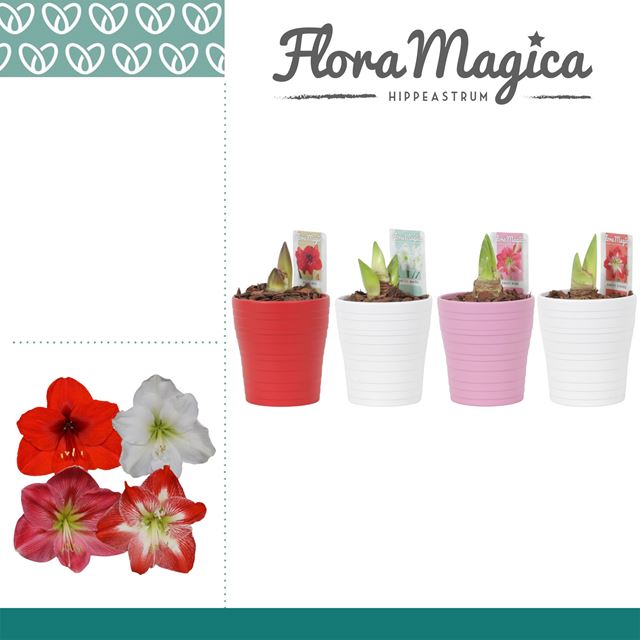 Picture of Hippeastrum 02-fl mix in coloured ceramic