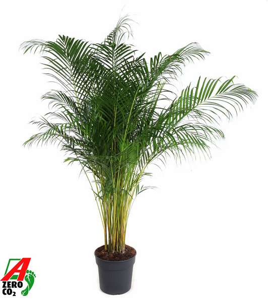 Picture of Dypsis lutescens