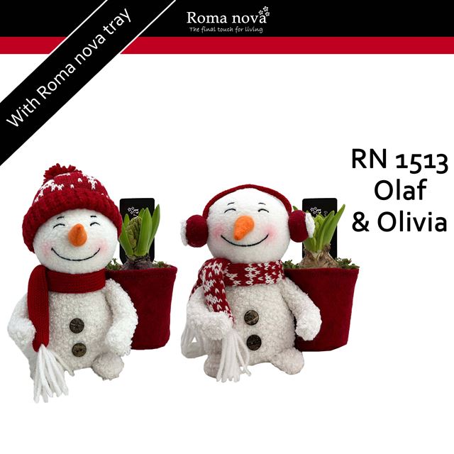 Picture of HYACINTHUS 01BULB OLAF & OLIVIA 