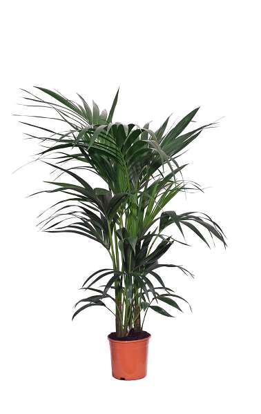 Picture of KENTIA 4PP 19CM