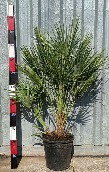 Picture of CHAMAEROPS HUMILIS 24CM