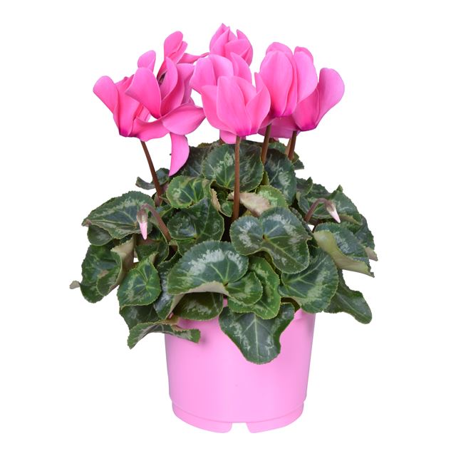 Picture of CYCLAMEN PERSICUM PINK IN PINK POT