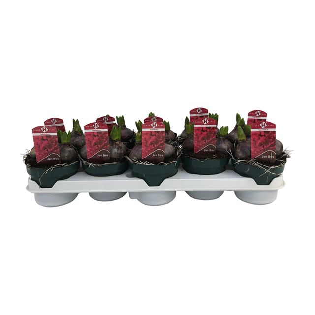 Picture of HYACINTHUS 03BULBS RED