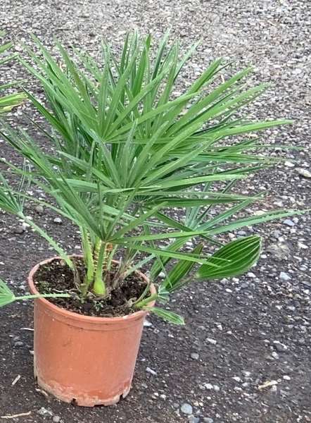 Picture of CHAMAEROPS HUMILIS 19CM