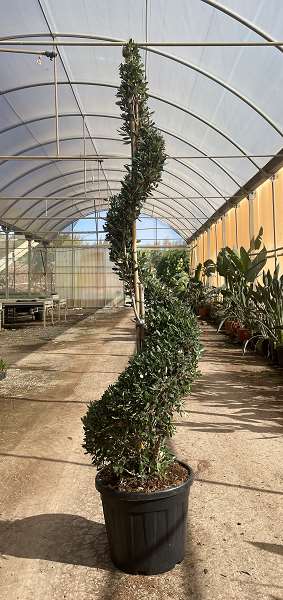 Picture of OLEA EUROPAEA SPIRALE EXEMPLAIRE C55L