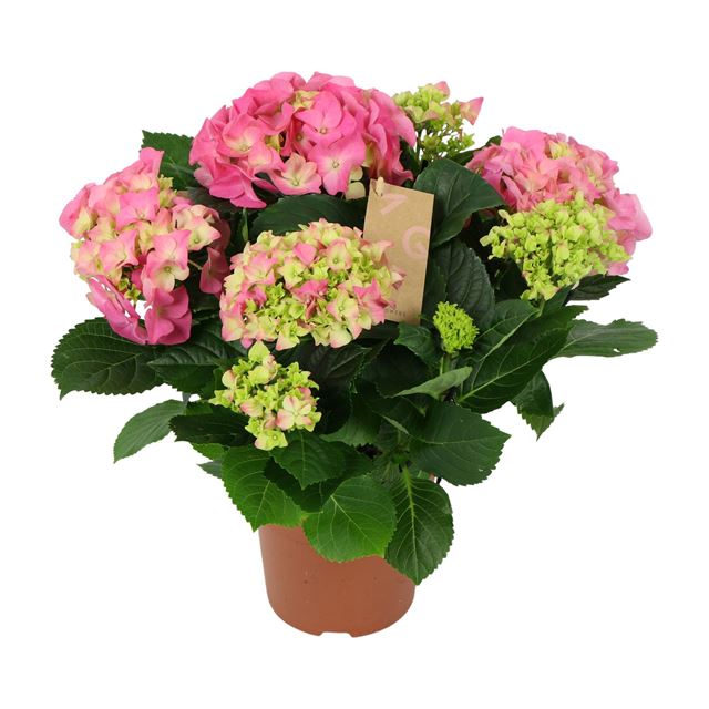 Picture of Hydrangea macrophylla 05 fl pink