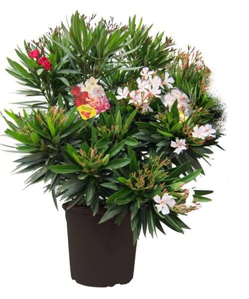 Picture of NERIUM OLEANDER CARNAVAL 26CM