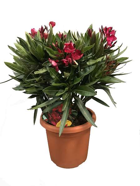 Picture of NERIUM OLEANDER POT DECO 18CM