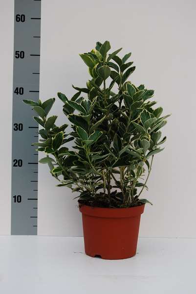 Picture of EUONYMUS FORTUNEI SILVER QUEEN
