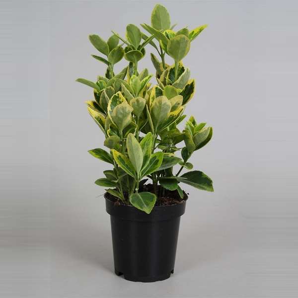 Picture of EUONYMUS JAPONICA AUREA