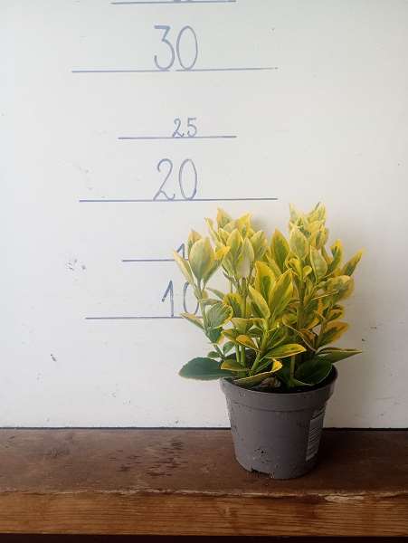 Picture of Euonymus japonica aurea