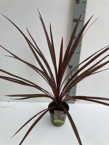 Picture of Cordyline australis red star