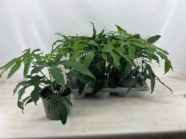 Picture of Fatsia green fingers