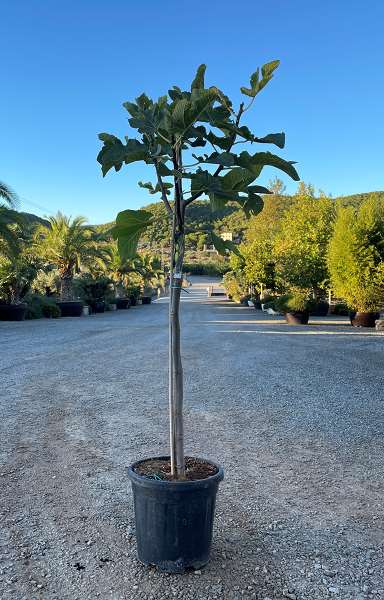 Picture of FICUS CARICA TIGE 8/10CM C15L