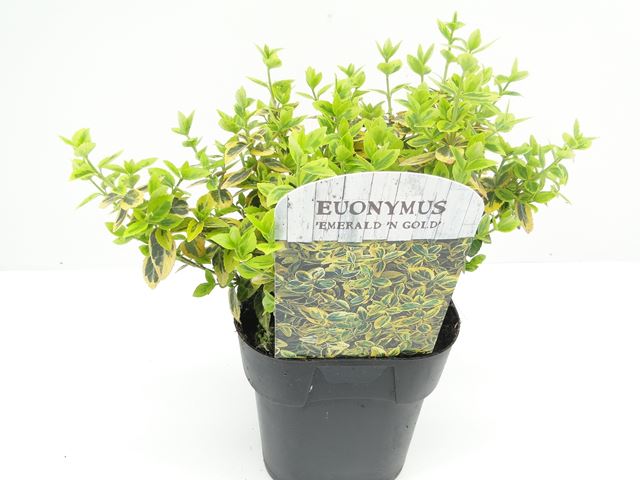 Picture of EUONYMUS FORTUNEI EMERALD GOLD