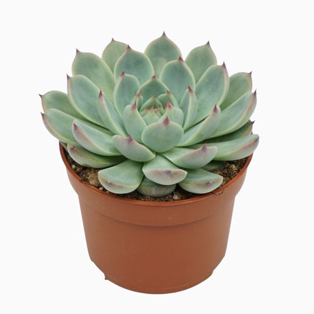 Picture of ECHEVERIA PARVA LINDSAYANA 