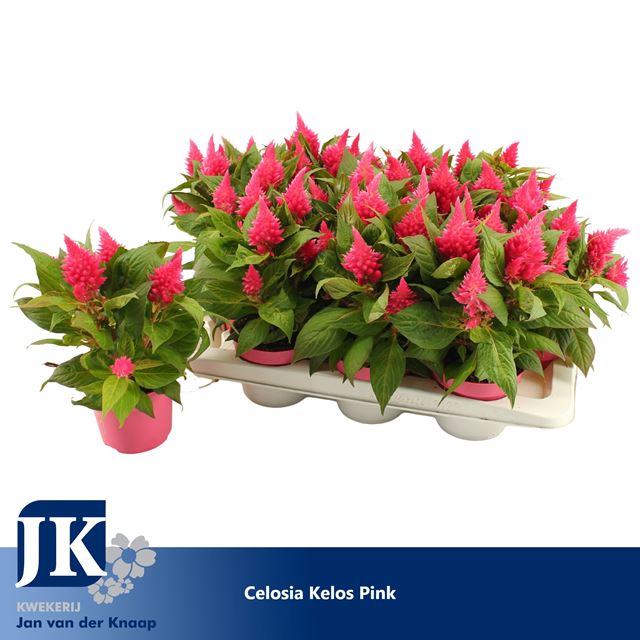 Picture of CELOSIA ARGENTEA KELOS FIRE PINK