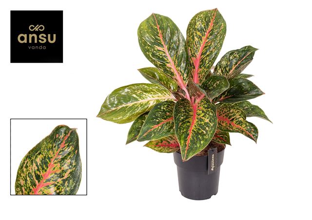 Picture of AGLAONEMA LYCHEE RED