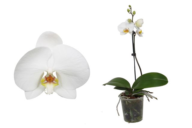 Picture of PHALAENOPSIS 01-STEM WHITE