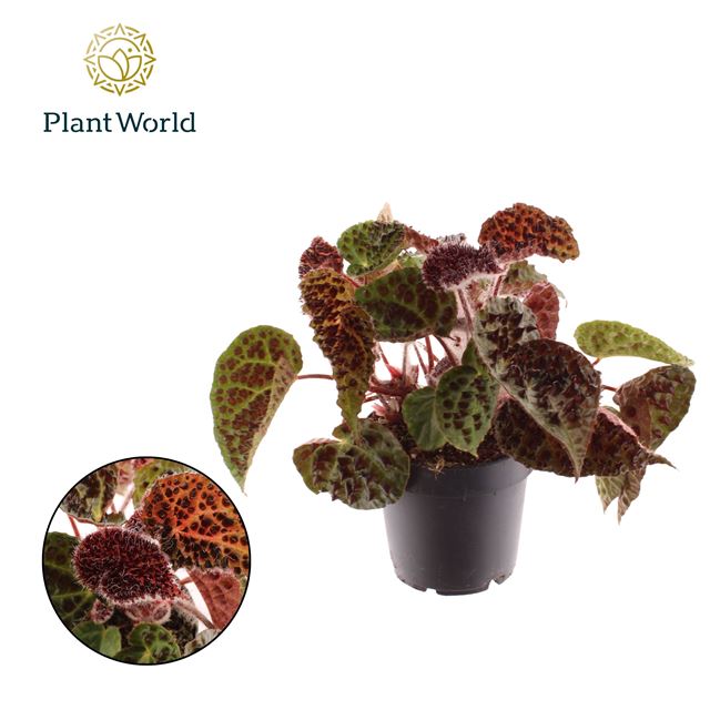 Picture of Begonia rex ferox