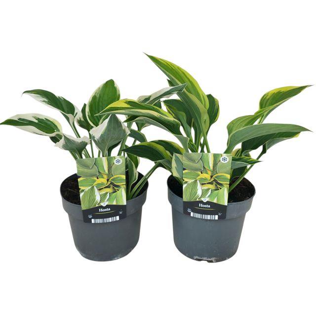 Picture of Hosta mix
