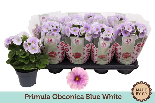 Picture of PRIMULA OBCONICA BLUE-WHITE