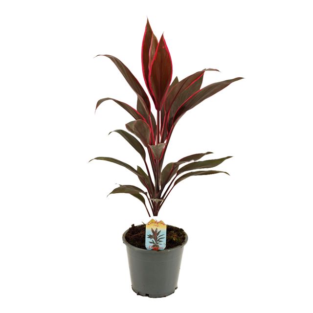 Picture of CORDYLINE FRUTICOSA TANGO