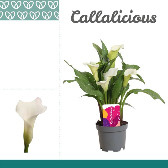 Picture of Zantedeschia captain fresco white