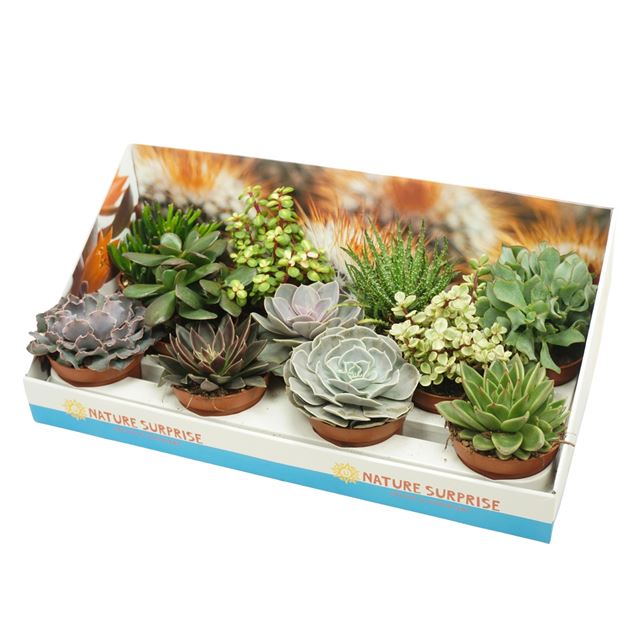Picture of SUCCULENT MIX IN SHOWBOX