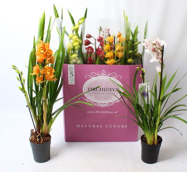 Picture of CYMBIDIUM 02-STEM MIX