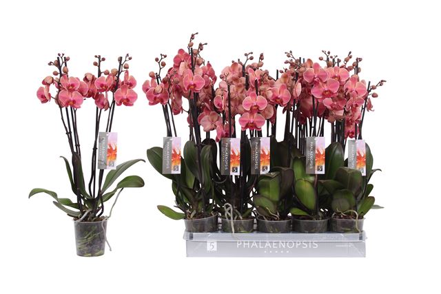 Picture of PHALAENOPSIS 04-STEM NARBONNE