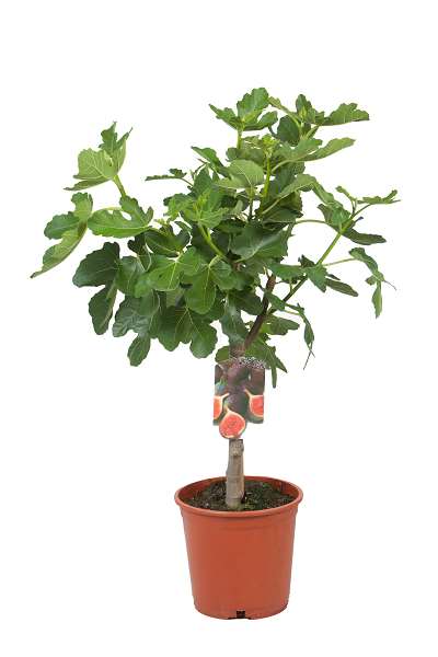 Picture of FICUS CARICA MINI TIGE C5L TRONC 30CM