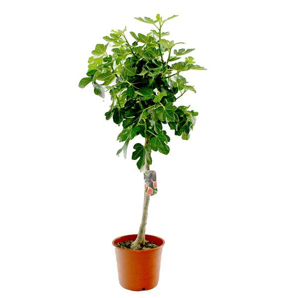 Picture of FICUS CARICA TIGE C12L TRONC 70CM