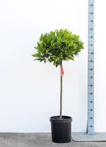 Picture of LAURUS NOBILIS 1/2 STEM 45-50CM HEAD