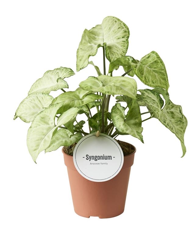 Picture of Syngonium white butterfly