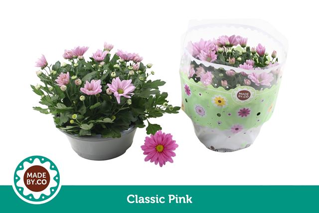 Picture of Chrysanthemum bowl pink
