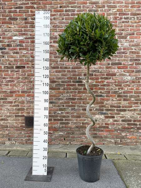 Picture of LAURUS NOBILIS 4/4 SPIRAL STEM 60-65CM HEAD