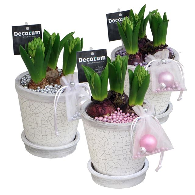 Picture of HYACINTHUS 03BULBS CERAMIC CRACKLE