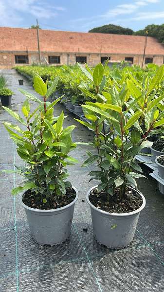 Picture of Laurus nobilis bush