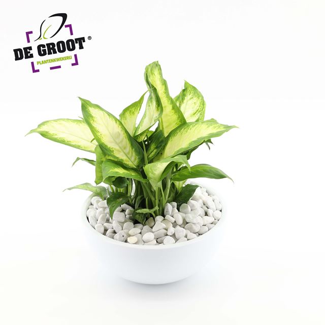 Picture of DIEFFENBACHIA WHITE CERAMIC - PEBBLE FINISH