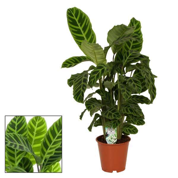Picture of CALATHEA ZEBRINA