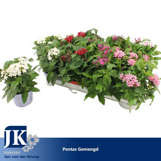 Picture of PENTAS MIX