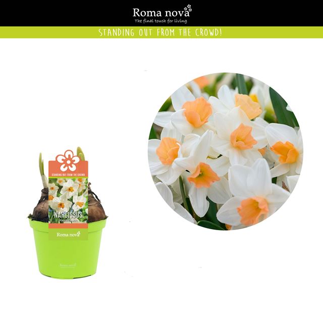 Picture of Narcissus kapiti peach