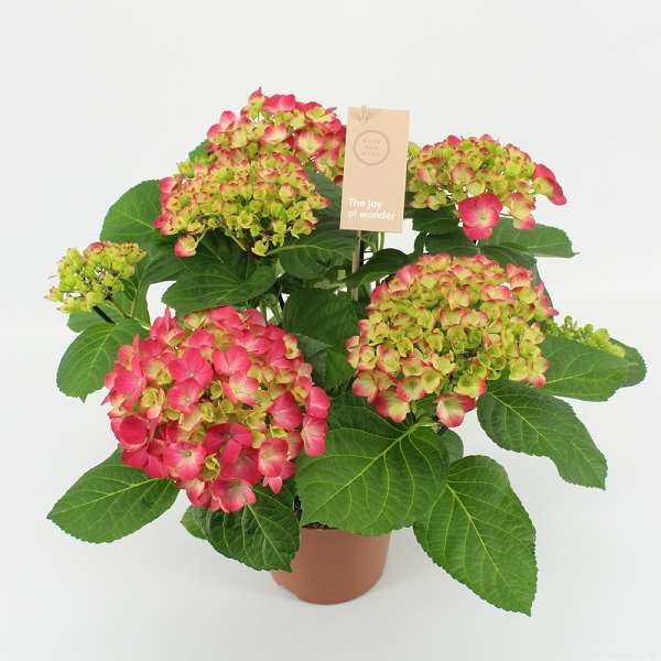 Picture of HYDRANGEA MACROPHYLLA 05+FL RED